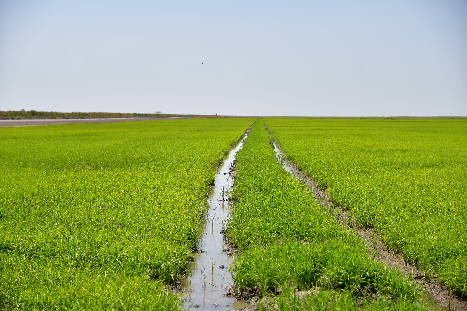 Hileras de arroz joven hacia el horizonte